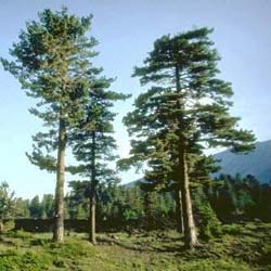 Pine, Calabrian